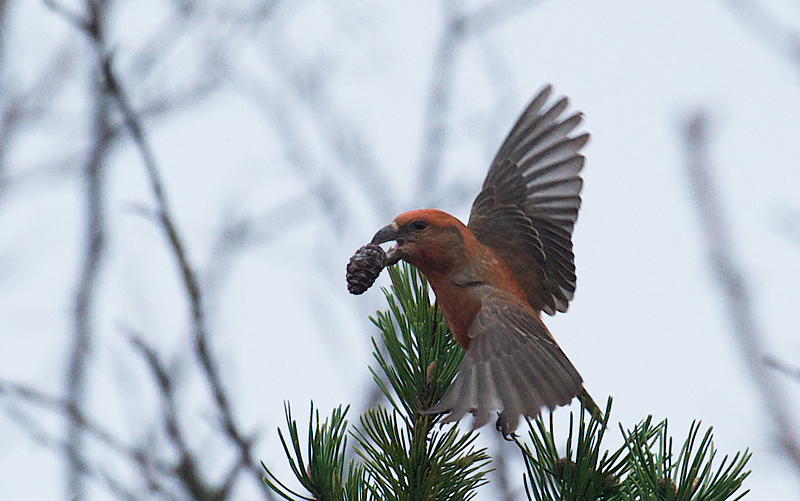 Furukorsnebb - Parrot crossbill (Loxia pytyopsittacus) 1K male.jpg